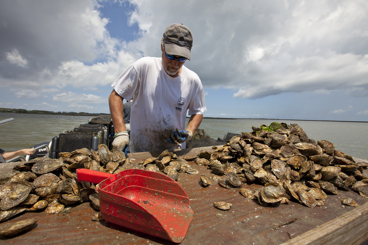 A person stood over piles of oysters with a body of water in the background.