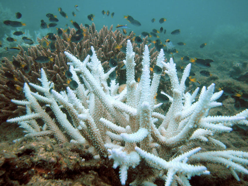 A completely pale coral shown underwater with brown coral in the background and many fish nearby.