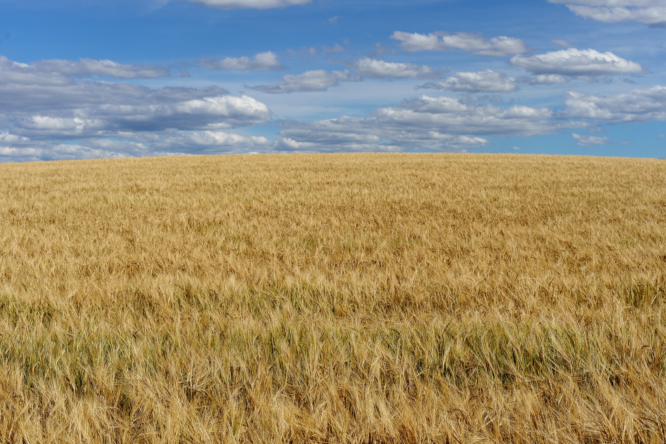 A field of densely packed yellow barley crop stretching out into the distance.