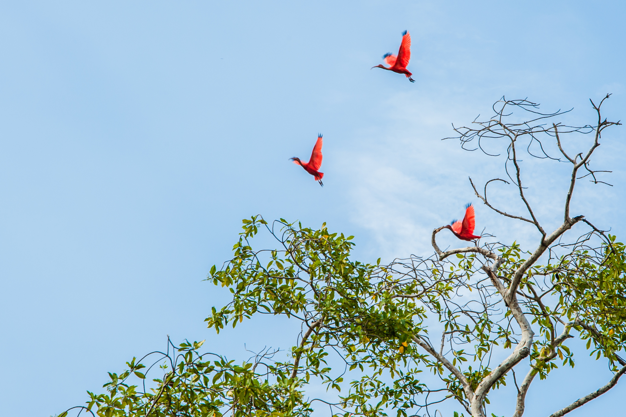 Three scarlet ibis flying near a tree with the sky in the background