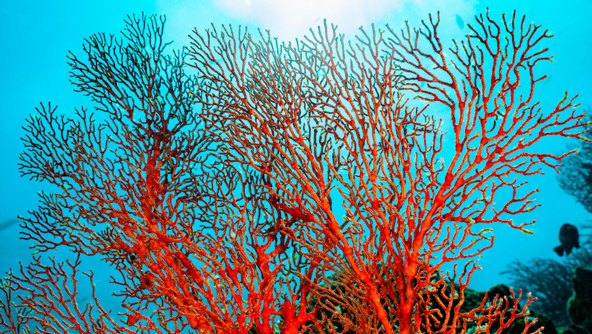 Bright red coral with sunlight shining through the water in the background