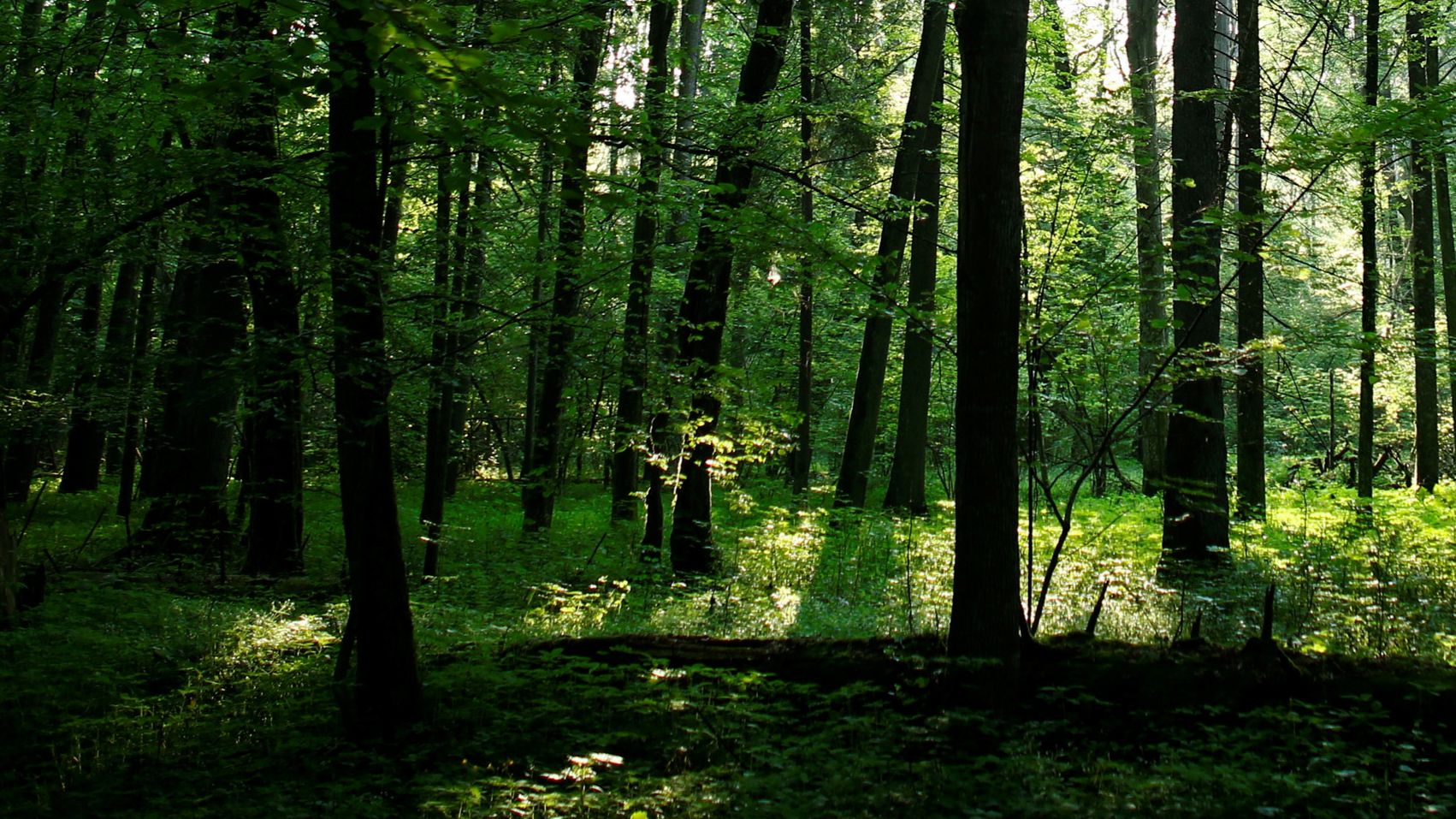 The sun shining through trees in a forest